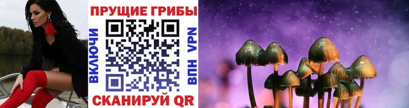 ОМГ ОМГ tor  цена   Железногорск  Псилоцибиновые грибы GOLDEN TEACHER 
