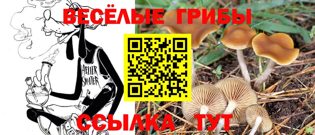 купить наркотики сайты  Псилоцибиновые грибы GOLDEN TEACHER  Вход с VPN  Галлюциногенные грибы GOLDEN TEACHER  Железногорск 